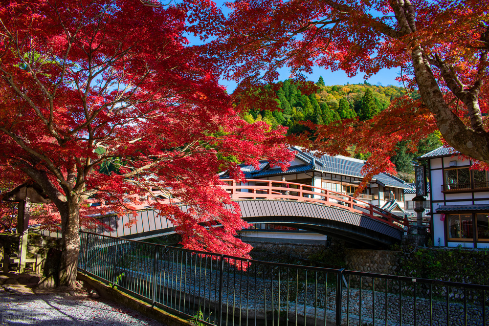 部编版九上语文目录,送东阳马生序原文