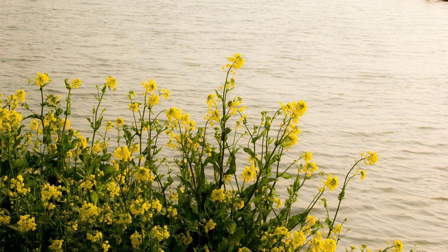 关于节气的诗并进行赏析,谷雨节气古诗词欣赏