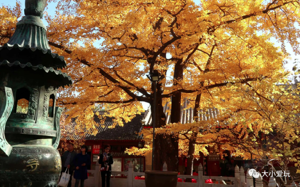 银杏最美的地方,金秋十月最美的银杏