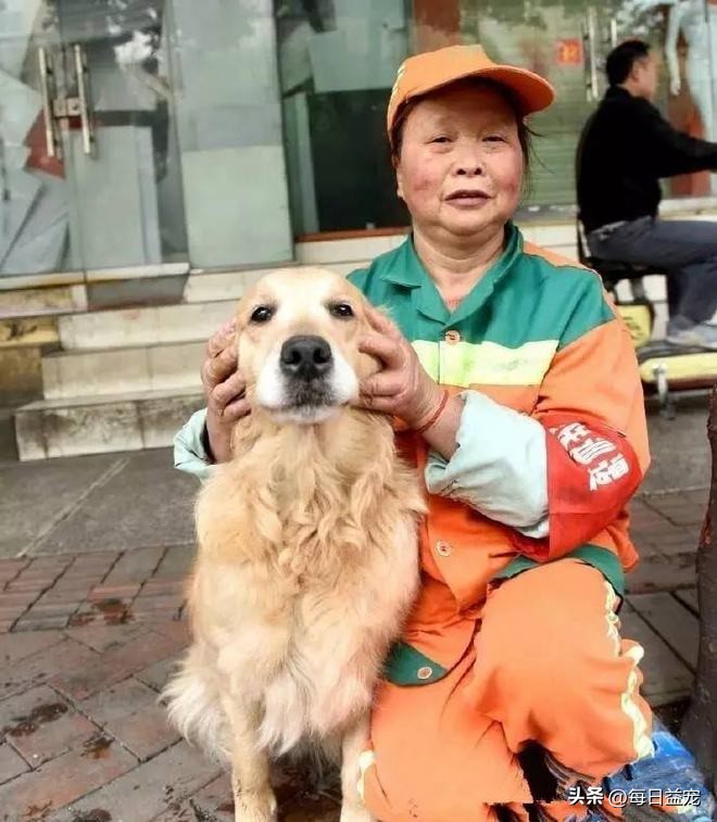 金毛救回一只众人嫌弃的人,金毛被好心人救