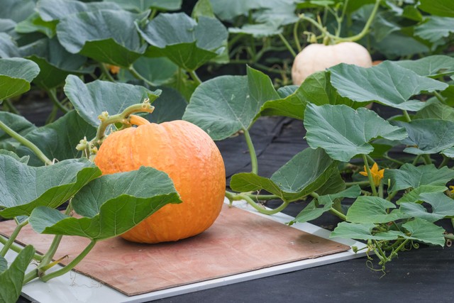 我，20年辞掉年薪15万的工作，到湛江种植南瓜，2年赚到100多万