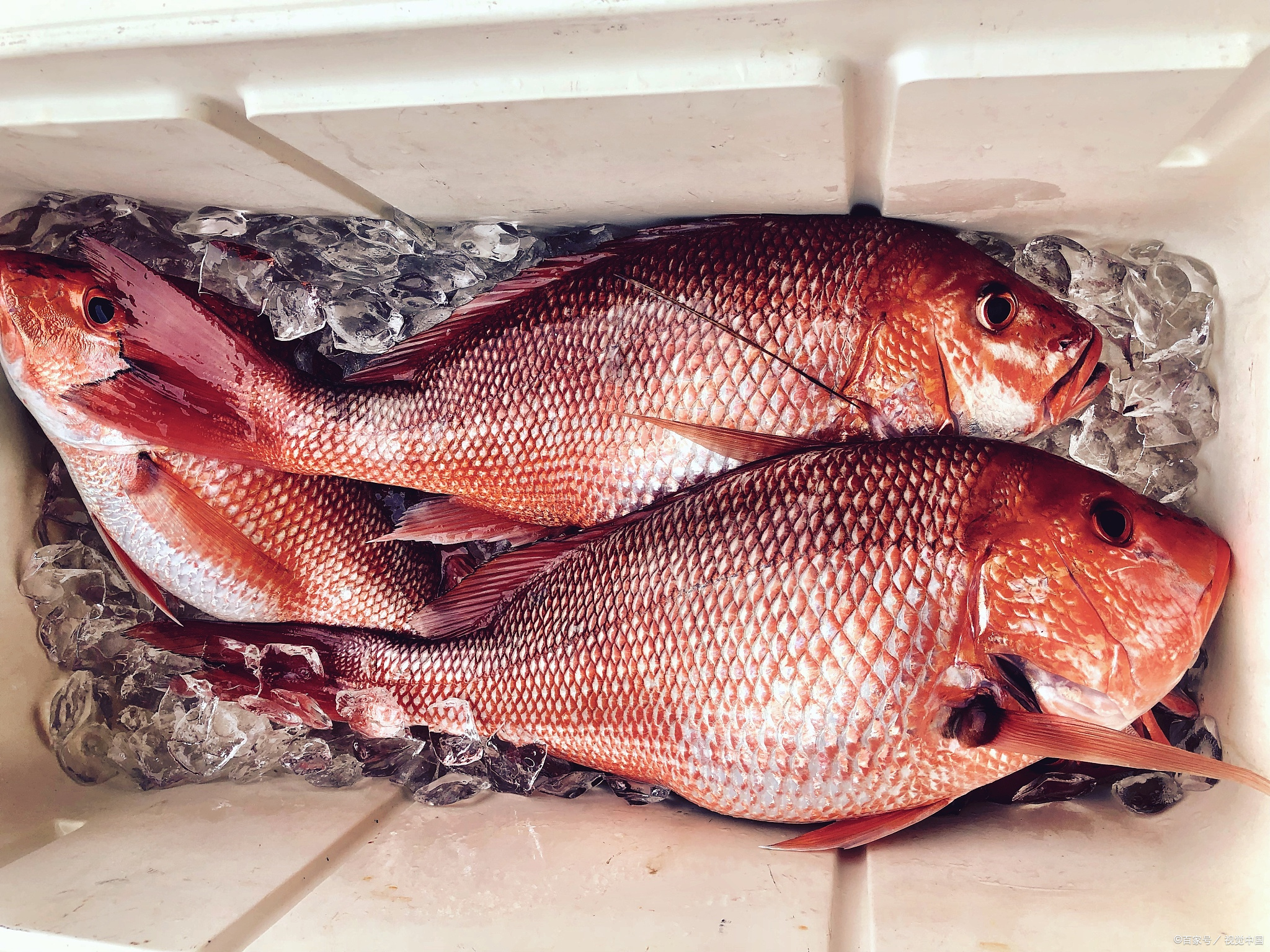 淡水红鲳鱼喜欢吃什么,红鲳鱼的肉为什么是黄色的能吃吗