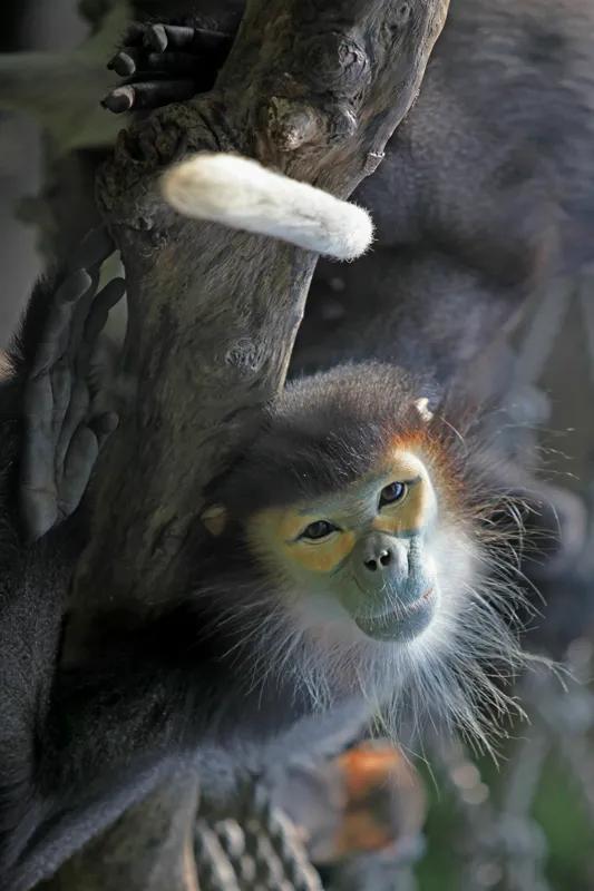 广州长隆野生动物世界有大象吗,广州长隆野生动物世界有多少动物