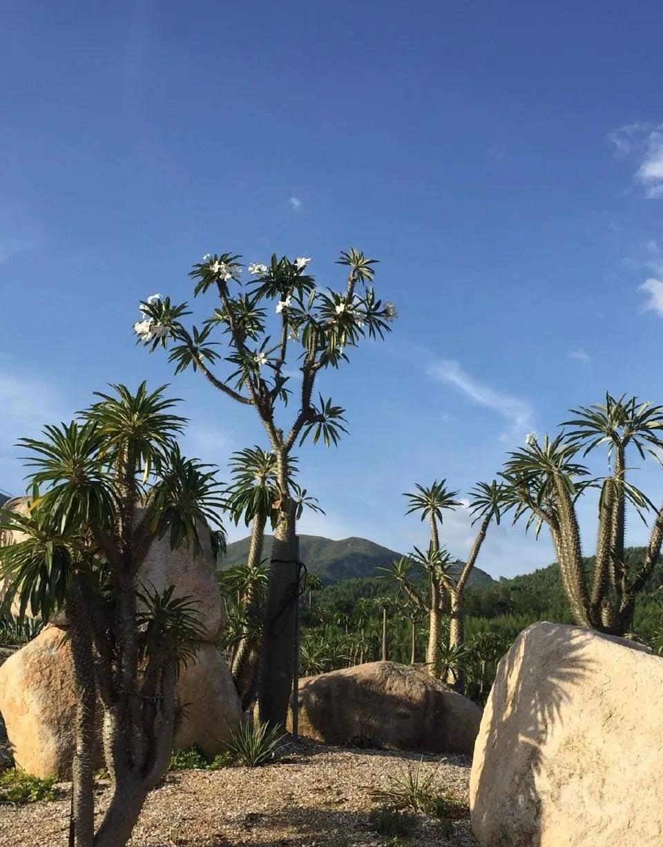 红花檵木叶子独特新生鲜红,旧叶暗红,开线形花花瓣细长如红彩带