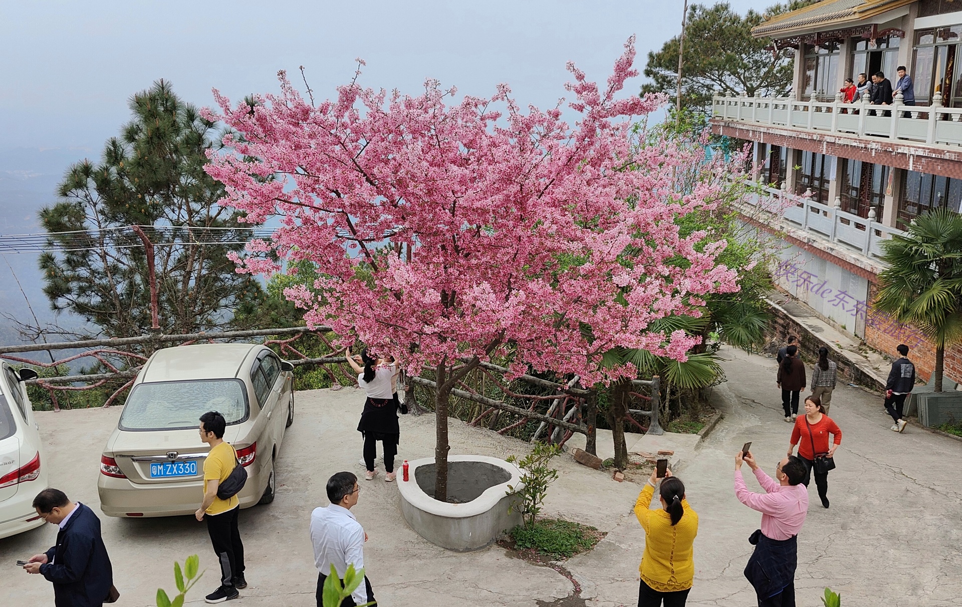 大家纷纷出去赏樱花，我却和老婆偷偷去山里看松树花，收获如何？
