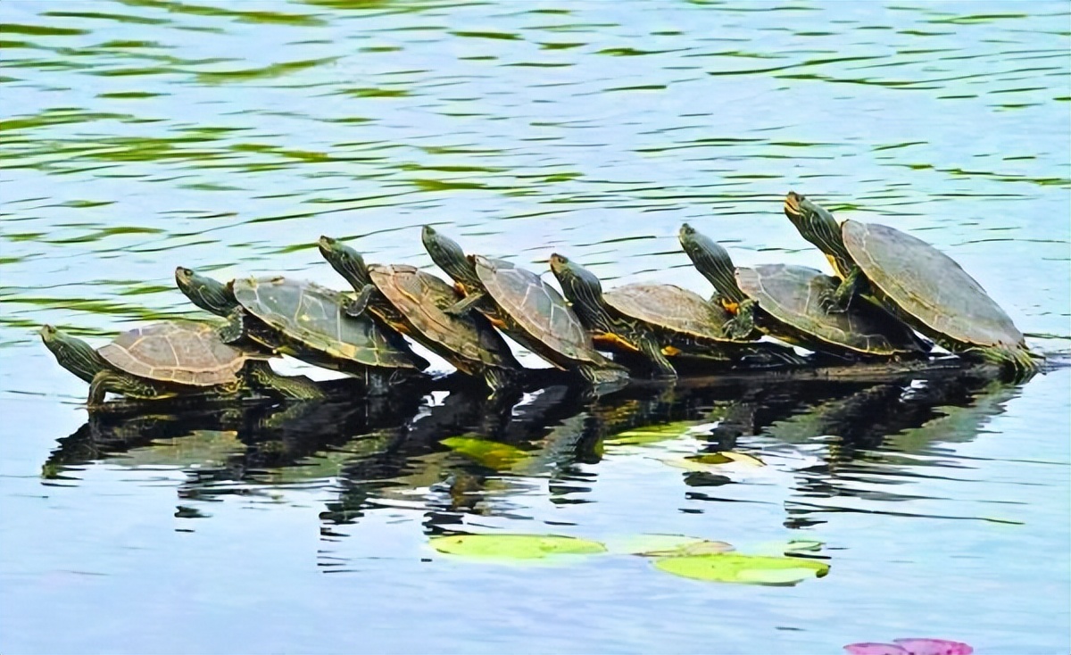 乌龟应激如何快速解决,乌龟应激最佳处理