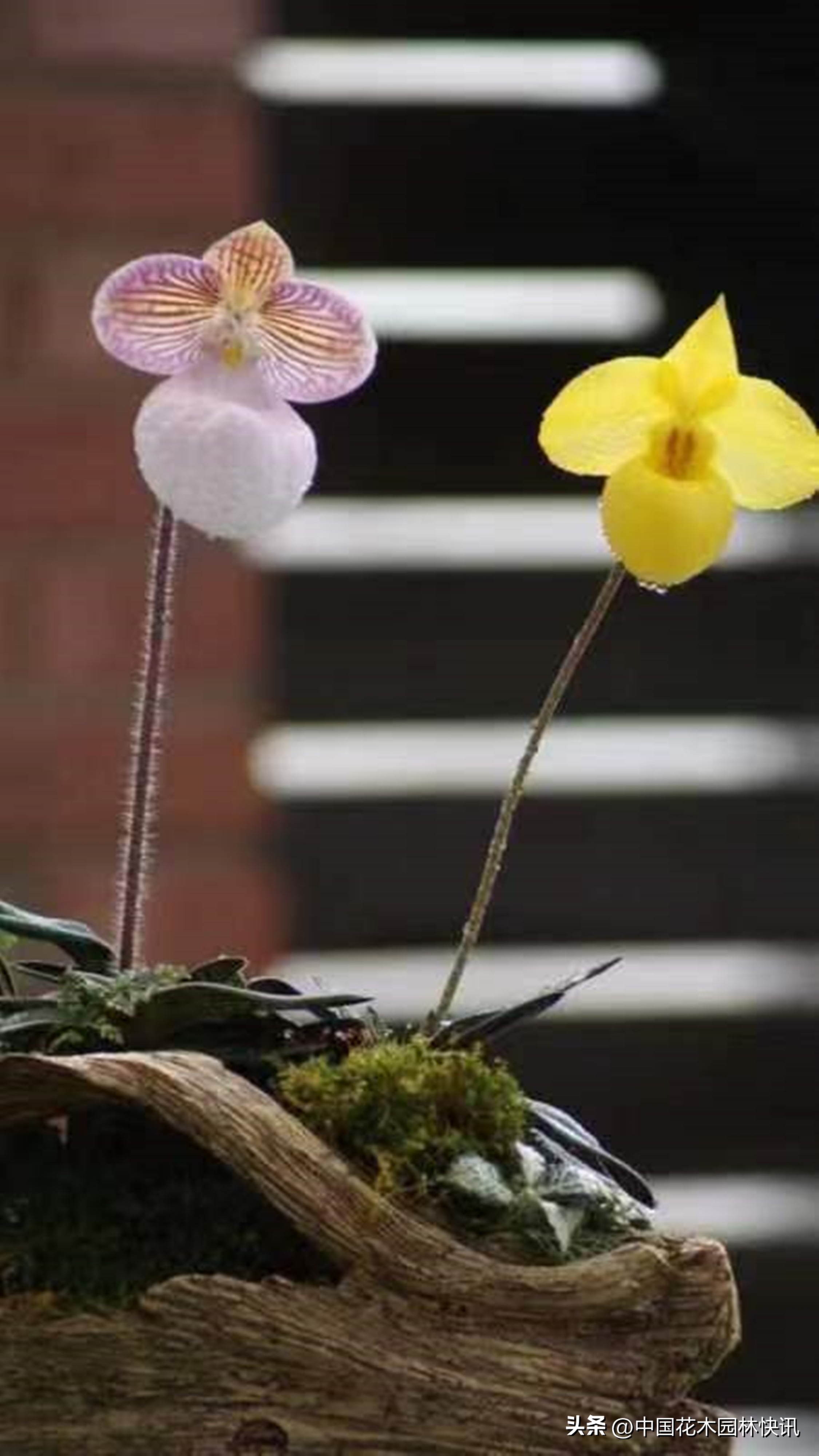 贵阳兰花展日期,11届中国兰花贵阳博览会