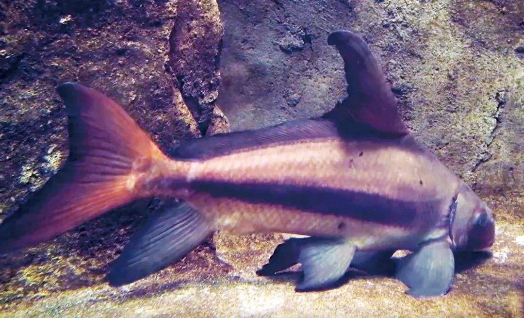 十年禁渔看长江鱼群物种更多样,长江禁渔仅两年就鱼群翻涌