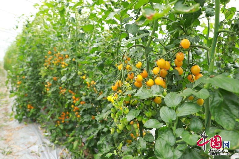 辛巴辛有志逆袭,辛巴辛有志公益助农