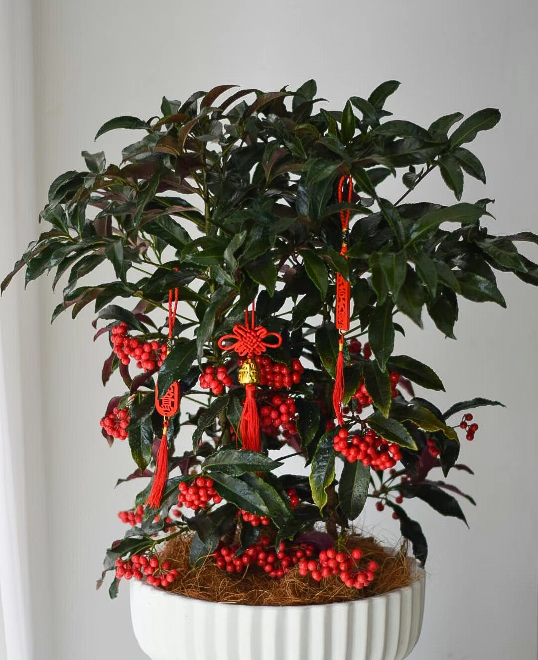 走霉运养什么花旺财运呢,养什么花好运气又旺财