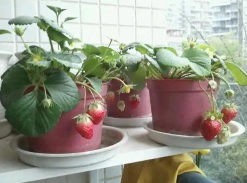 盆栽草莓的种植方法一步一步教你,盆栽草莓也比较好种植和养殖