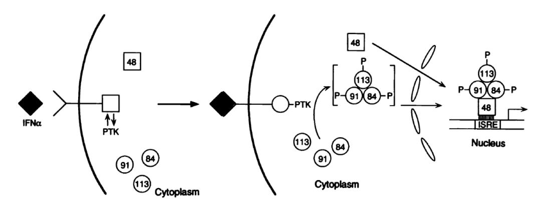 走近干扰素之父的科研历程,美籍华人科学家最新科技成果