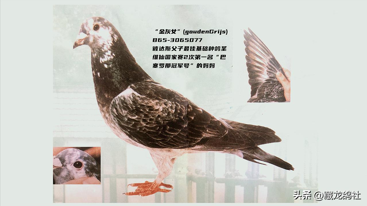 当代赛鸽缺的绝对不是滋补丸