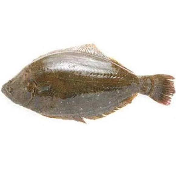 鱼类食材大全名称图片,鱼类菜谱大全100种