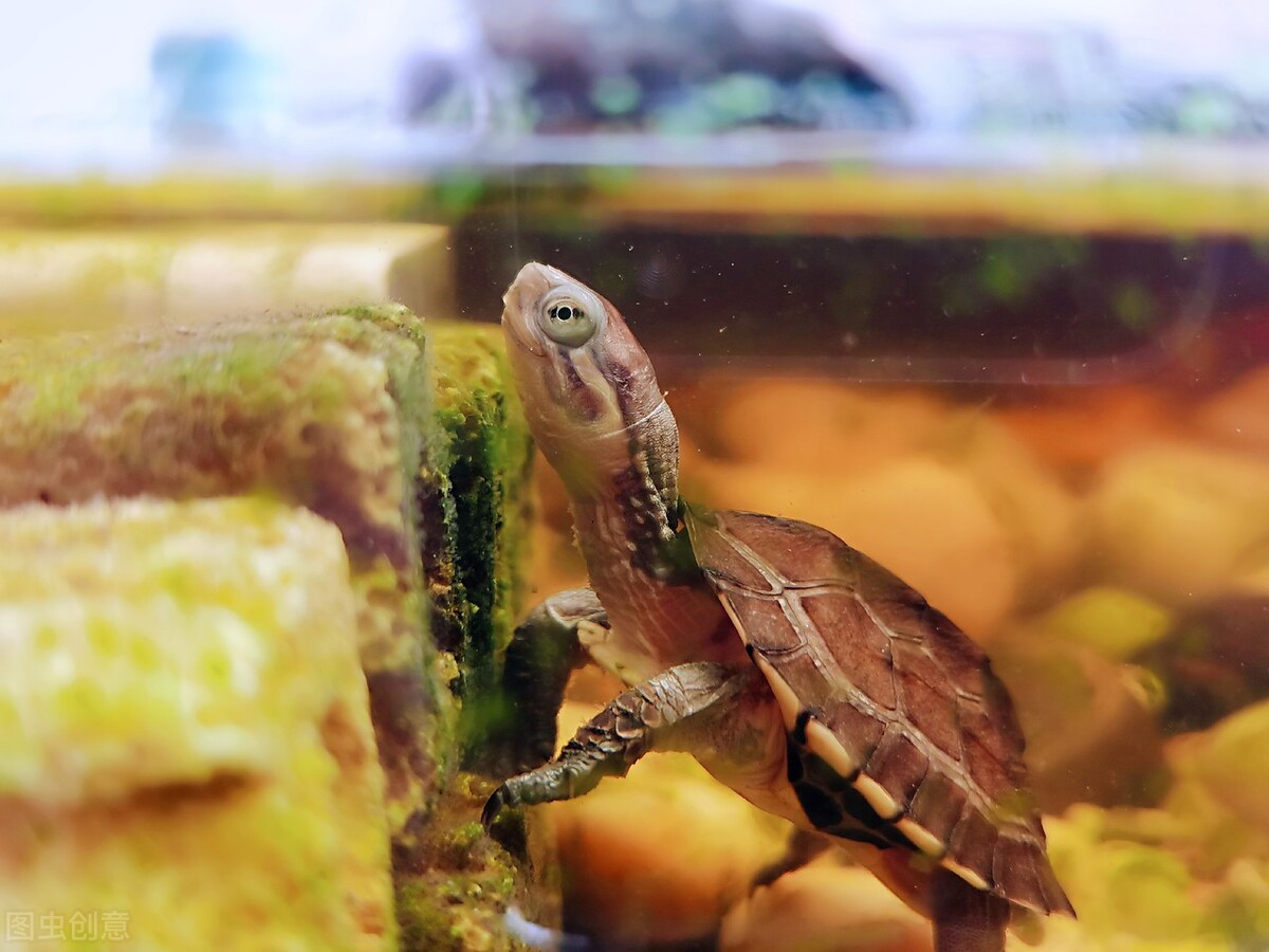 石金钱龟以前为什么辉煌,石金钱龟为什么崩盘