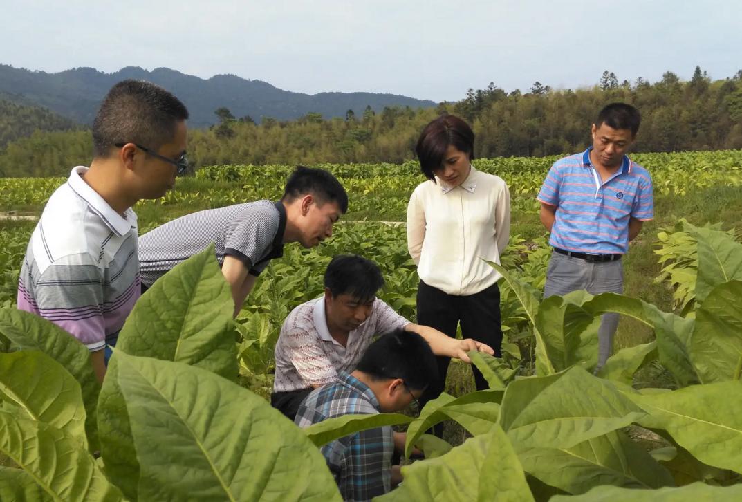 中国烟草最认可的大学,中国烟草最认可的六所大学