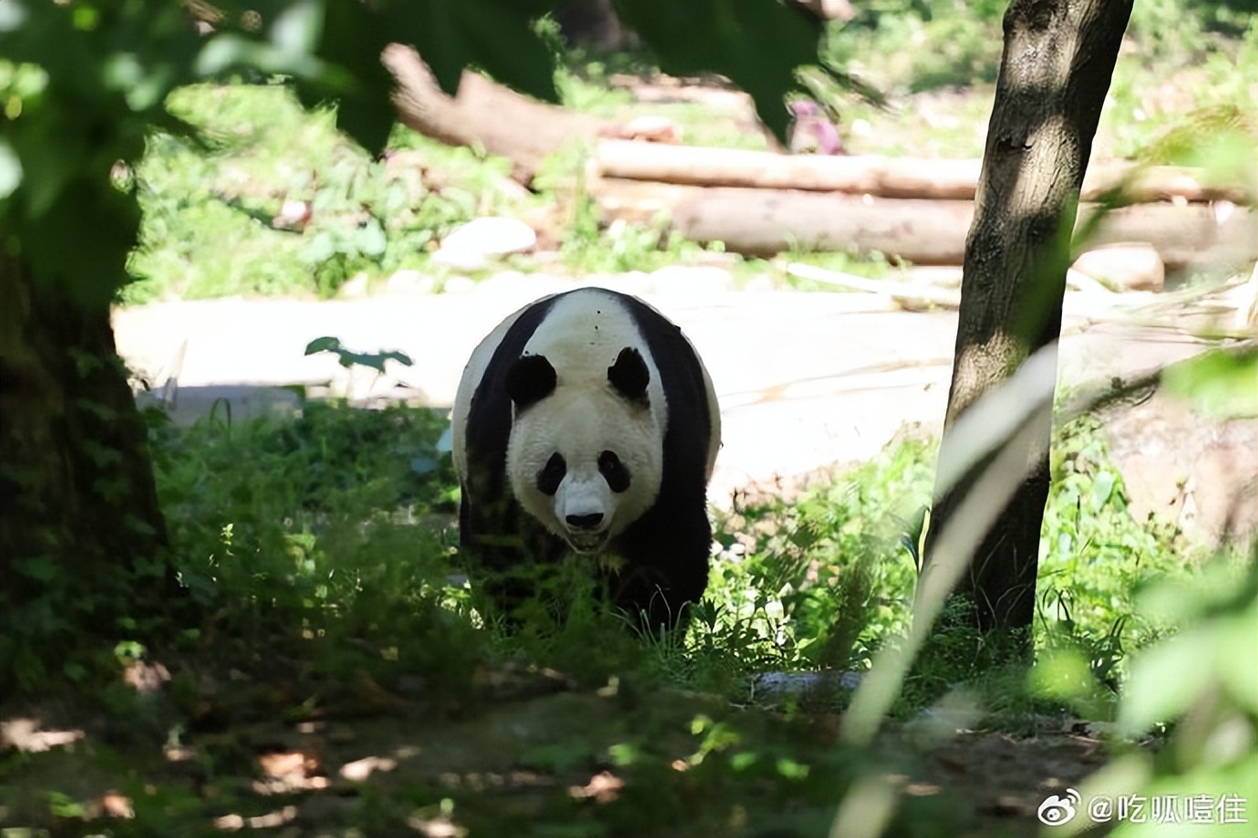不高的高高和他不白的老婆白云——91年出生的童颜女神大熊猫白云