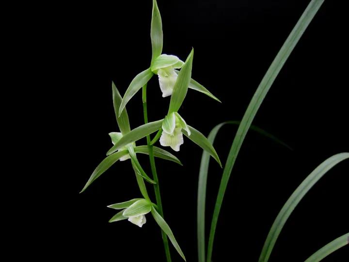 快来看看，兰花的世界真奇妙|壹木星球No.14