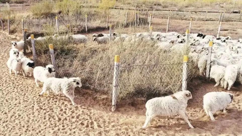 宁夏手把羊肉的正宗做法,宁夏红焖羊肉视频完整版