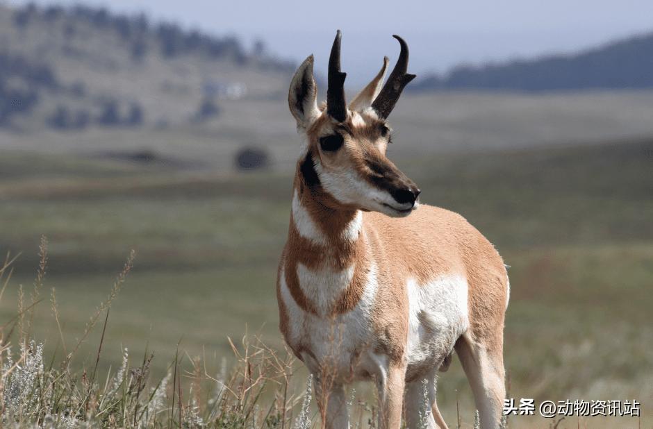 陆地动物界速度最快的动物排名,来自世界各地的动物