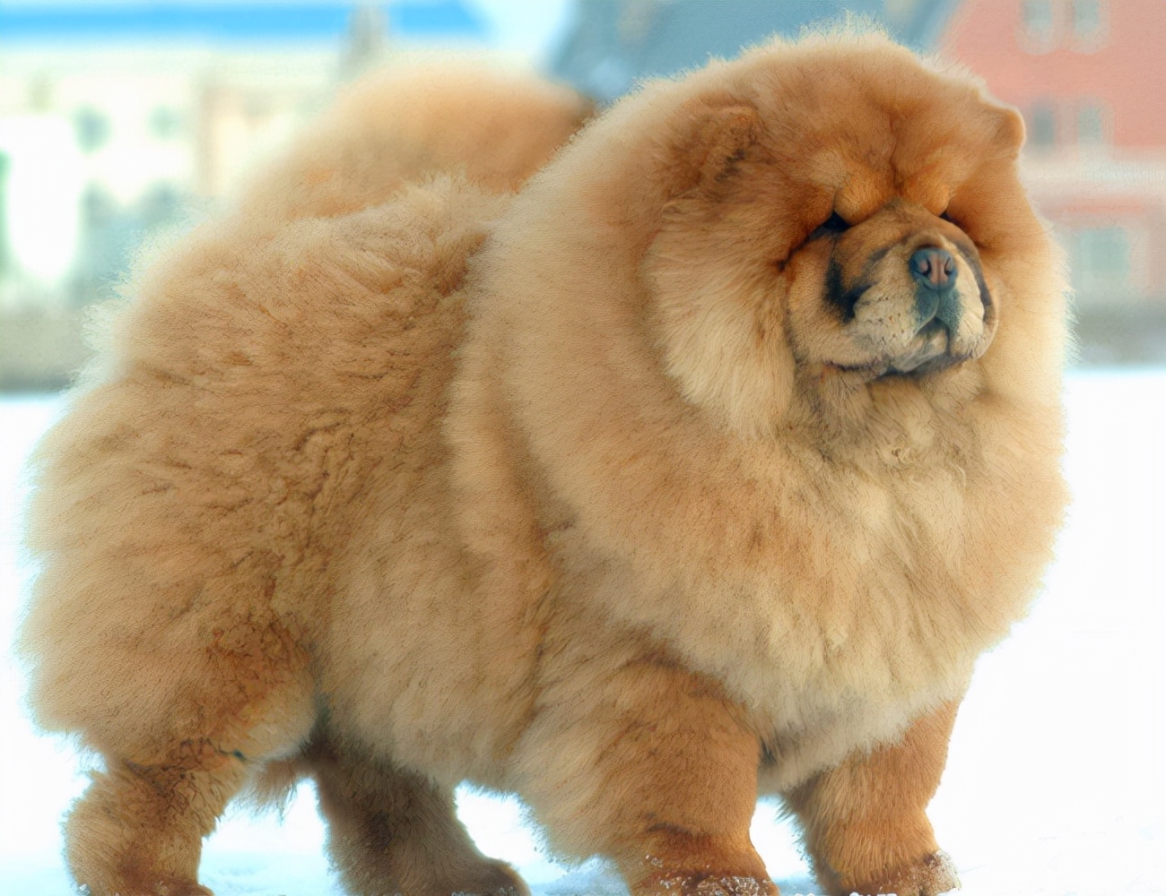 松狮犬怎么训练亲人,怎样养好松狮犬