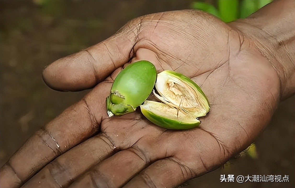 潮汕春节习俗你了解多少,潮汕春节文化习俗及讲解