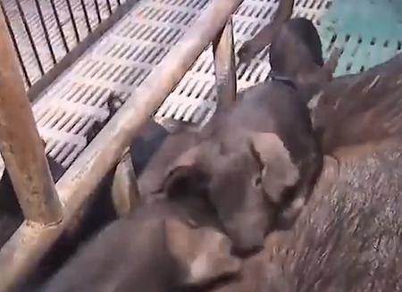 农村老汉嗜酒,农村大哥嗜酒如命