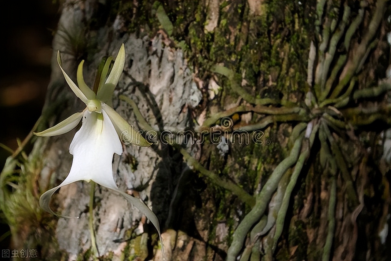 不起眼的花草价值超大,不起眼却很珍贵的花