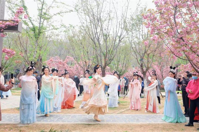 中国鹤壁樱花文化节航拍,2020鹤壁樱花文化节开幕吗