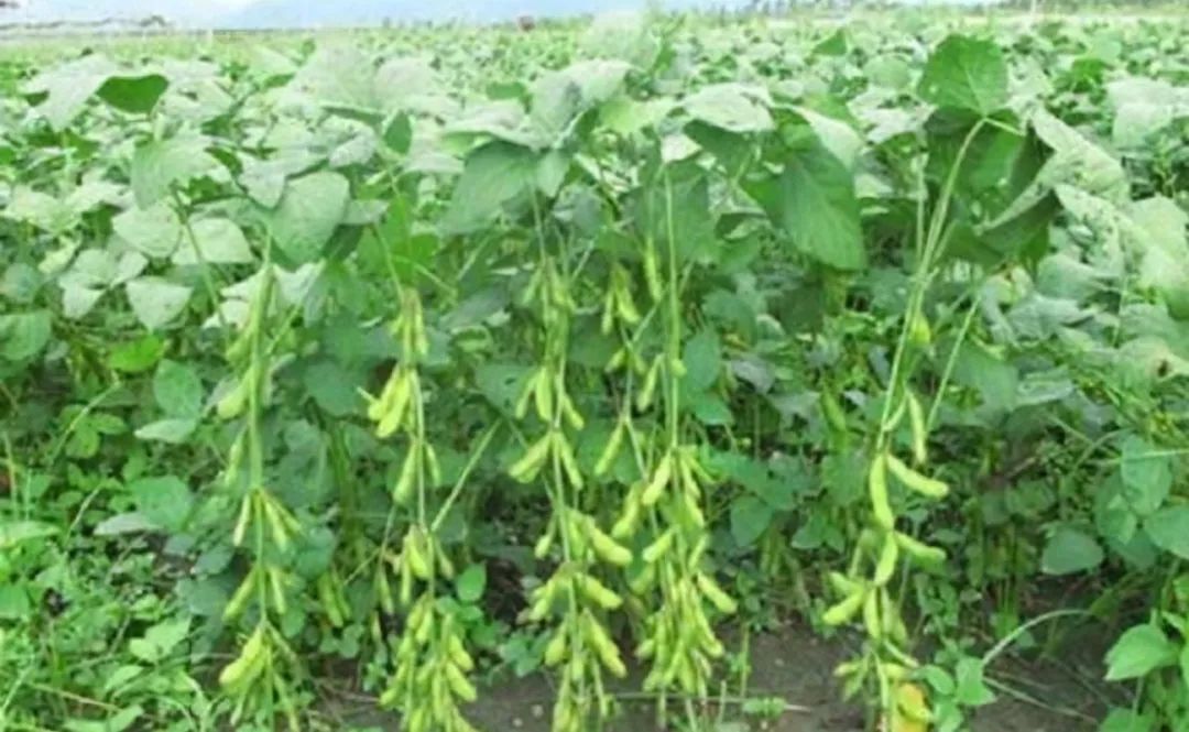 五谷杂粮食物图片大全大图,五谷杂粮图片大全大图真实