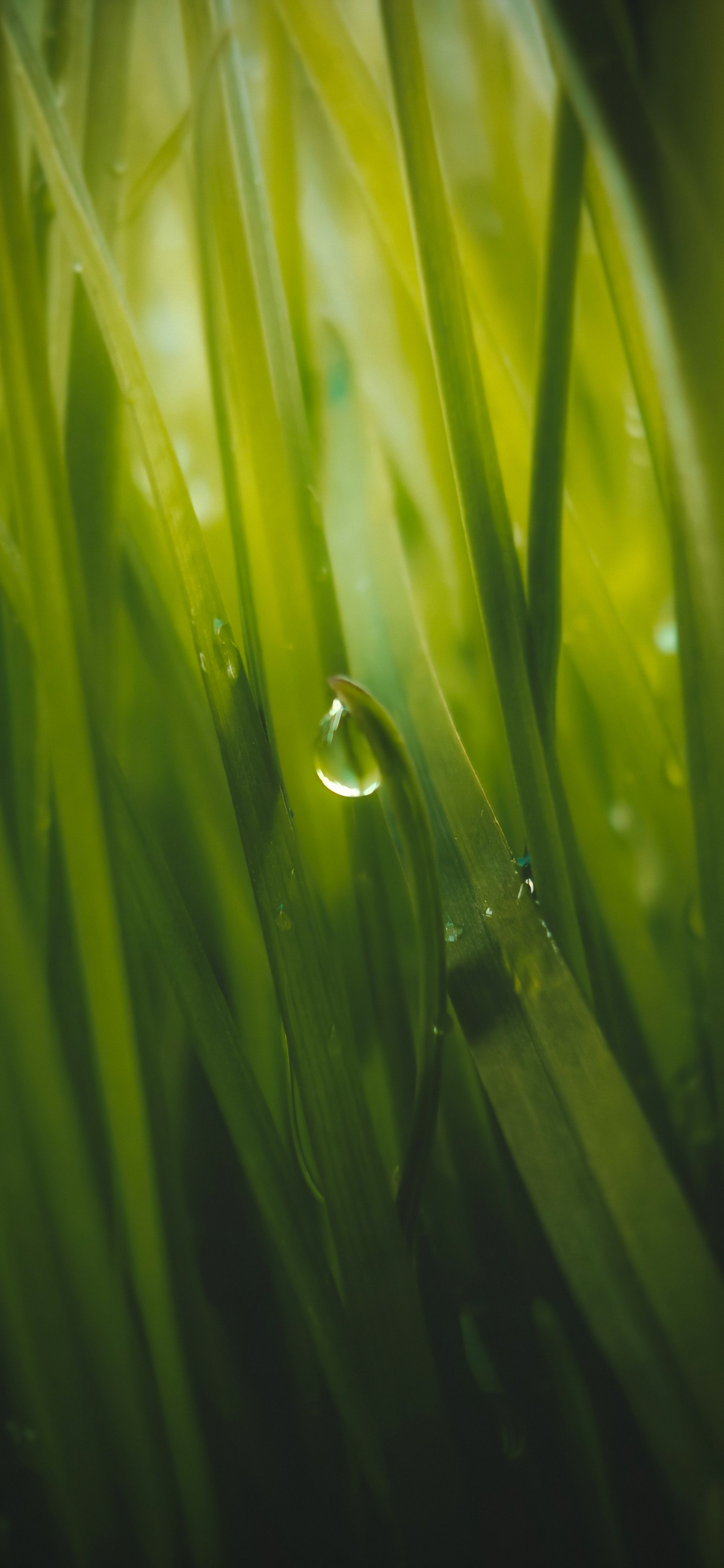 壁纸护眼好看的高清壁纸,华为壁纸绿色护眼图片大全高清