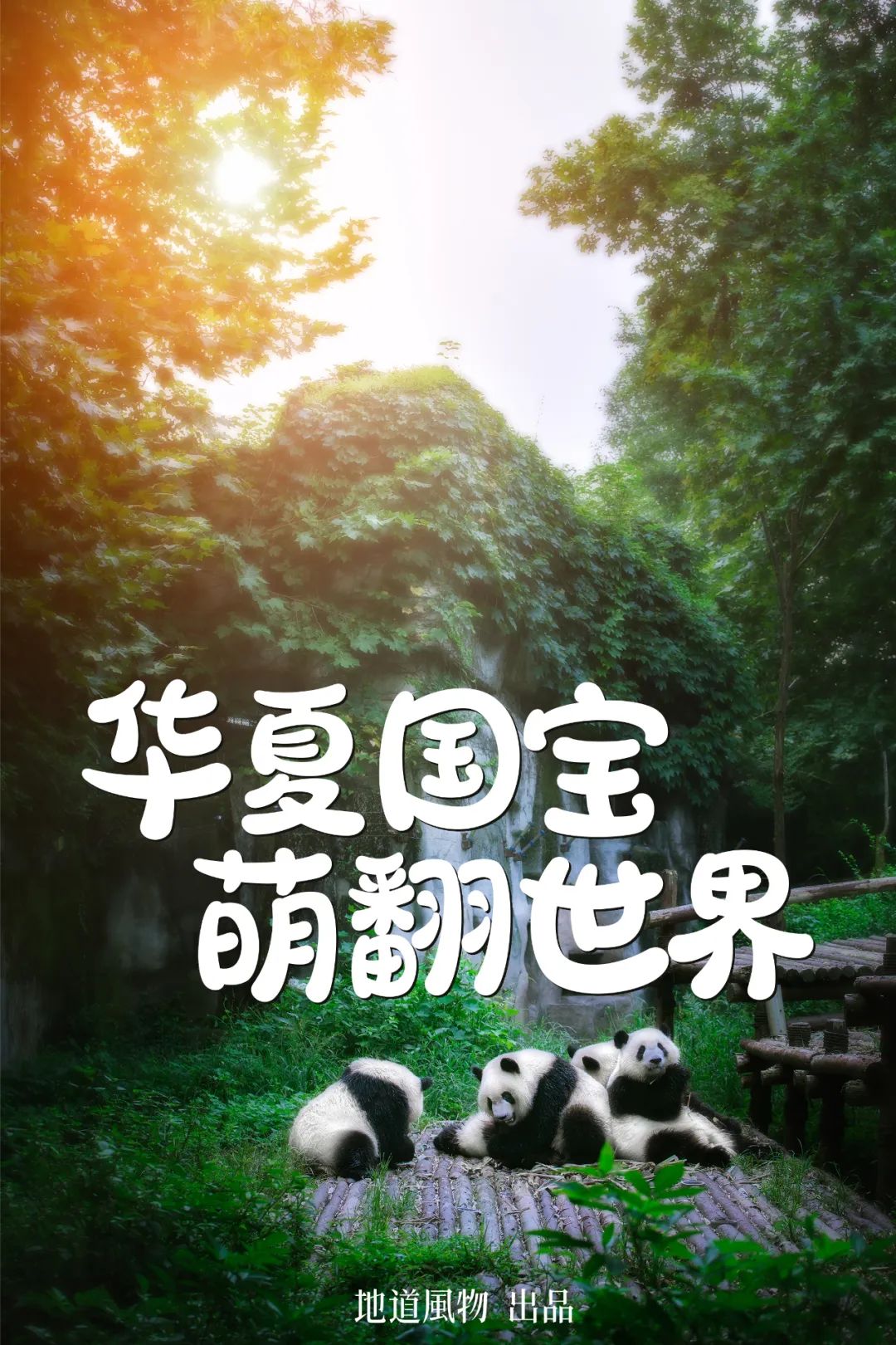 我真的太爱熊猫了，难不成上辈子是根竹子？