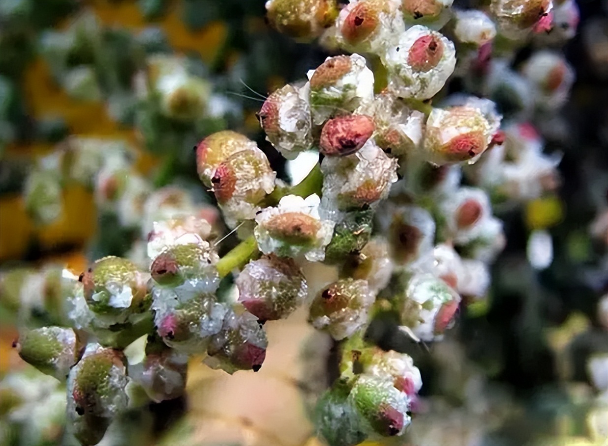 盐肤木为什么叫五倍子,盐肤木果实是五倍子吗