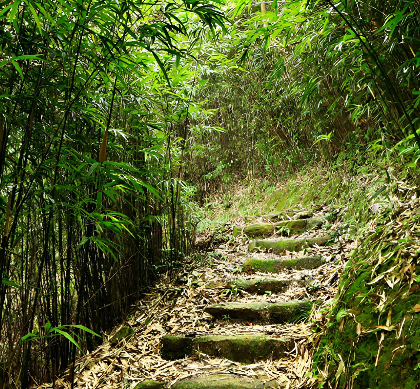 坟前长竹要迁坟是什么意思,坟前有一物子孙后代富