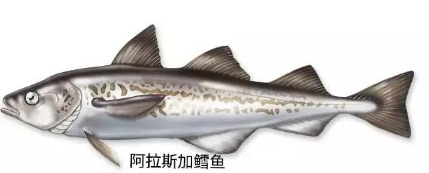 鳕鱼辅食8-9个月鳕鱼肠,真鳕鱼和黑鳕鱼的区别辅食