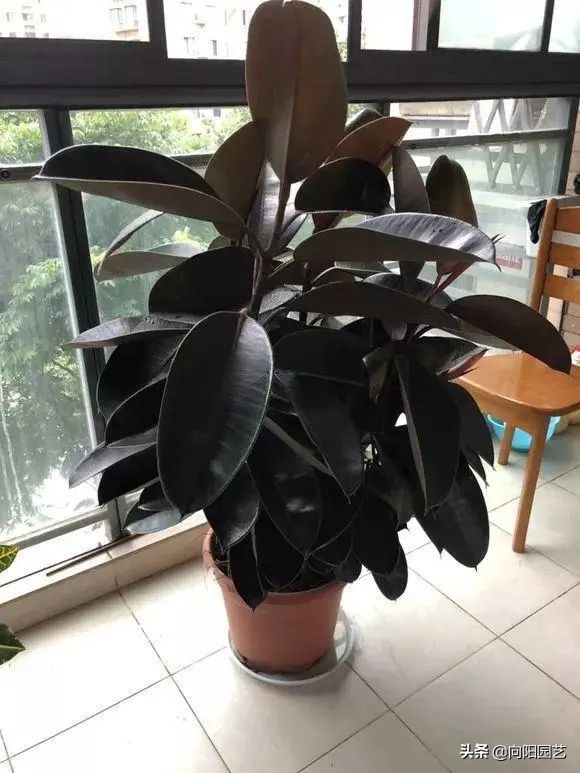 室外阳台观叶植物,阳台盆栽观叶植物