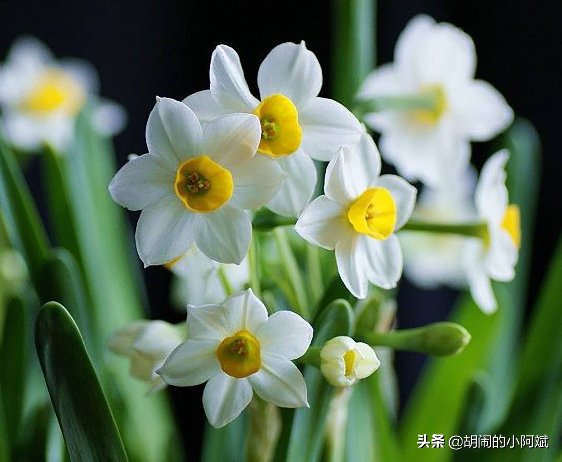 水仙花开了一次花以后怎么养,水仙干枯了怎么救活