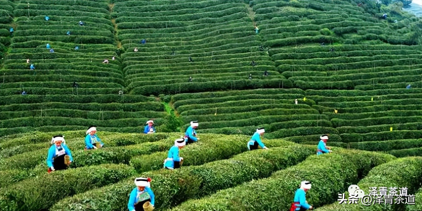 福建中国茶叶第一大省,中国茶叶排名第一省