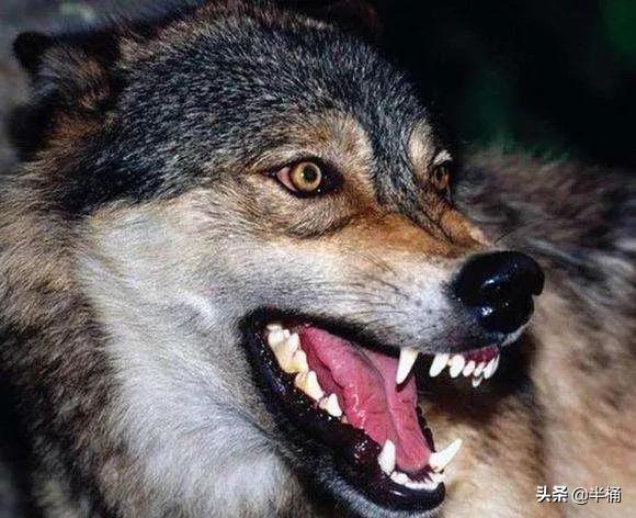 开挖掘机遇到猛兽,开挖掘机遇到发动机怎么办