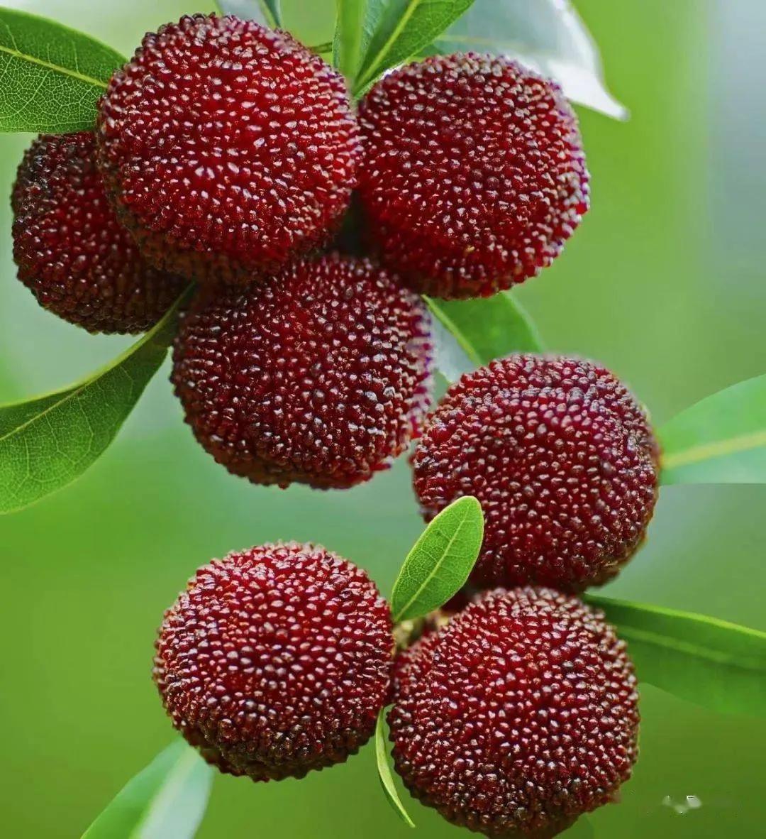 吃杨梅怎么处理才干净,吃杨梅有虫怎么巧妙回答