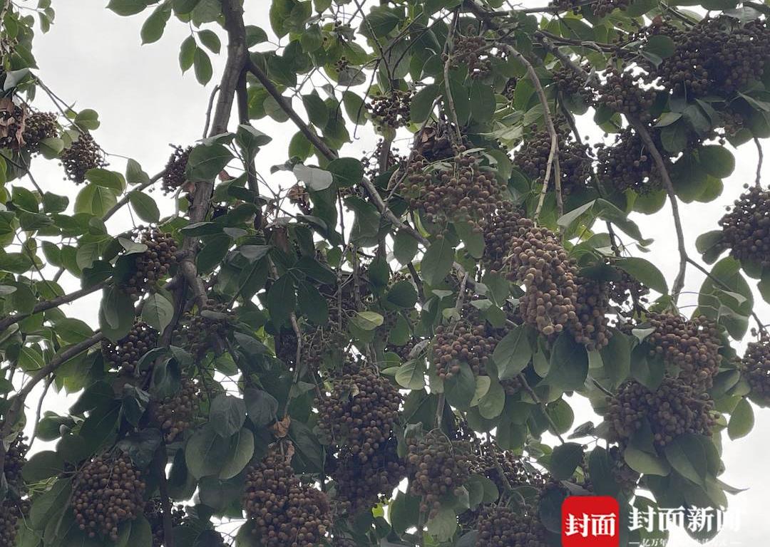 绿化树果子落地上很脏,洗不掉的植物污渍怎么办