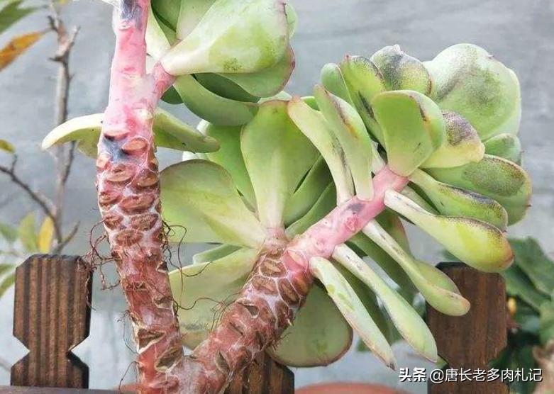 碧桃多肉怎么服盆,碧桃多肉耐不耐冻