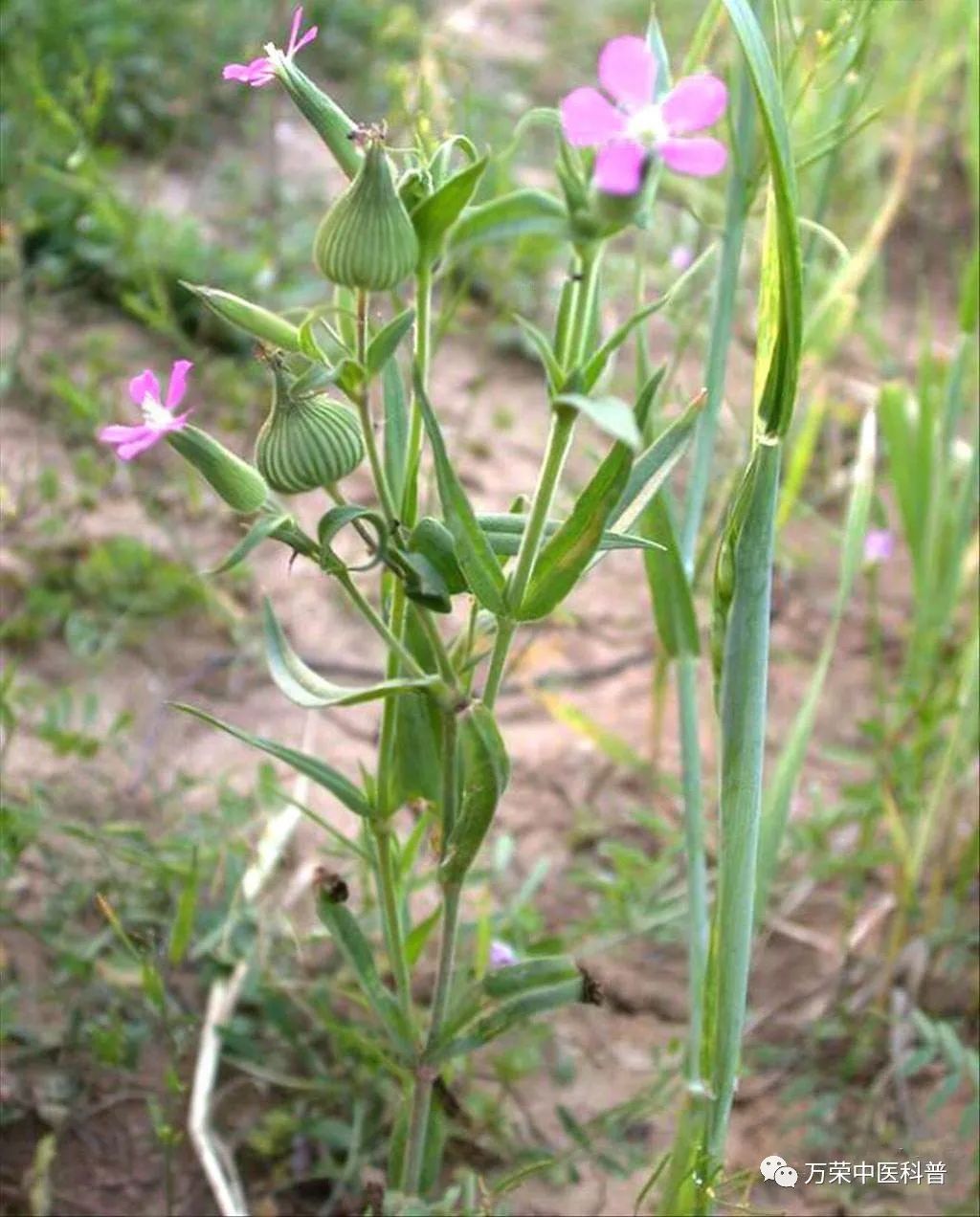 植物幼苗的发展过程详细,植物的幼苗在生长过程中