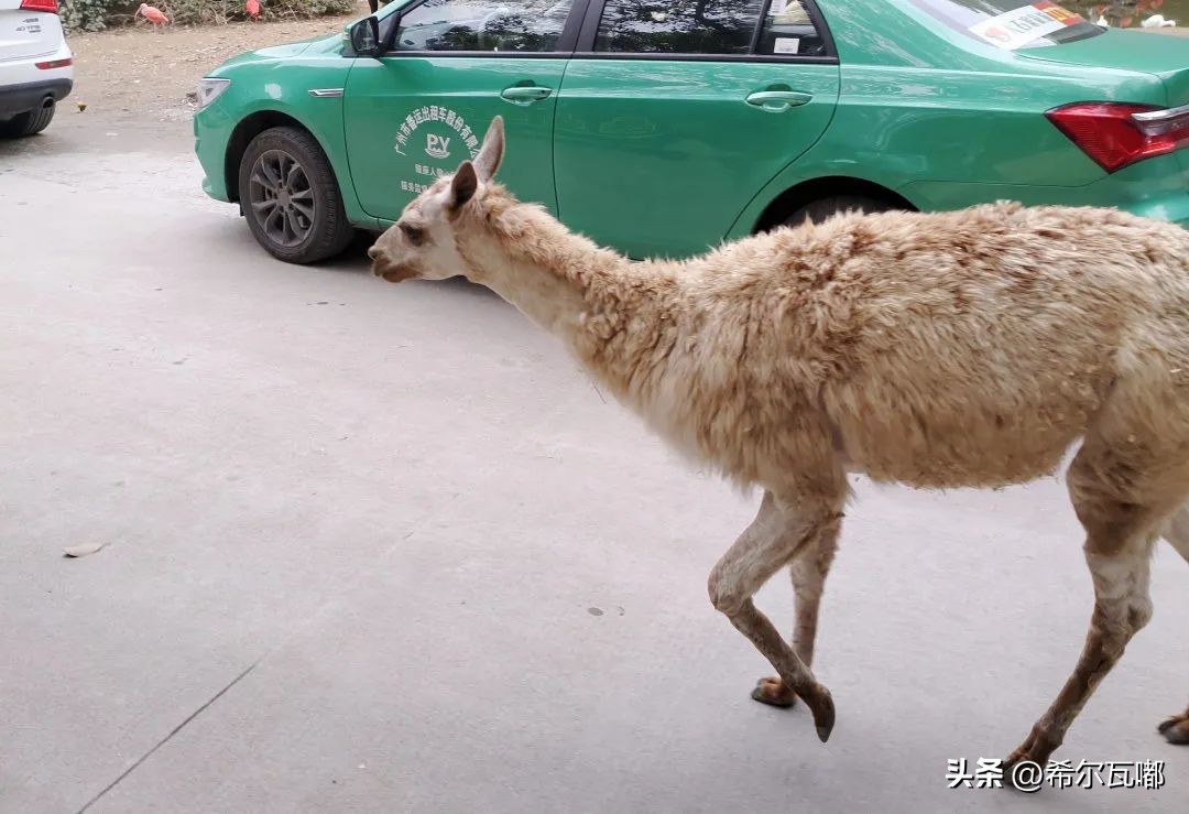 长隆游玩攻略推荐,长隆海洋王国游玩攻略大全视频