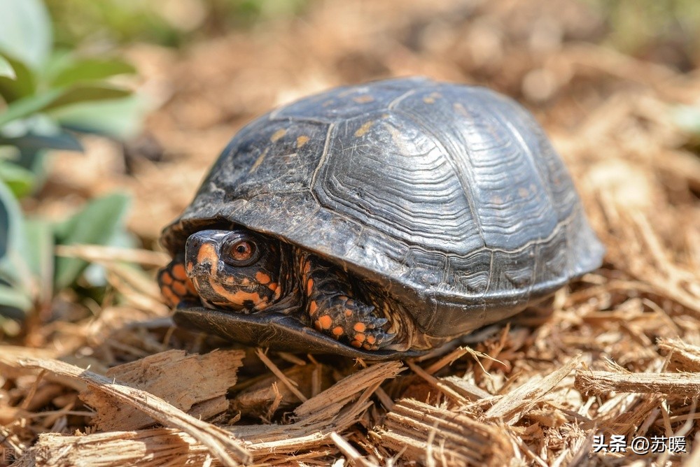 白眼乌龟怎么治疗,乌龟白眼怎么治用什么药物