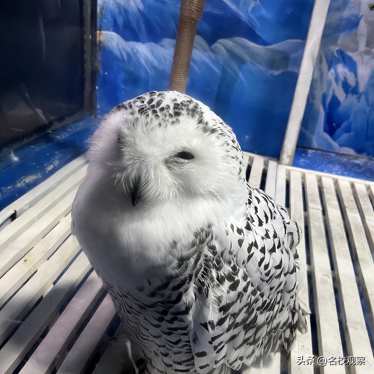 蔚蓝做苍穹，鱼儿变繁星！新川学子，走进浩海立方，探秘无限海洋
