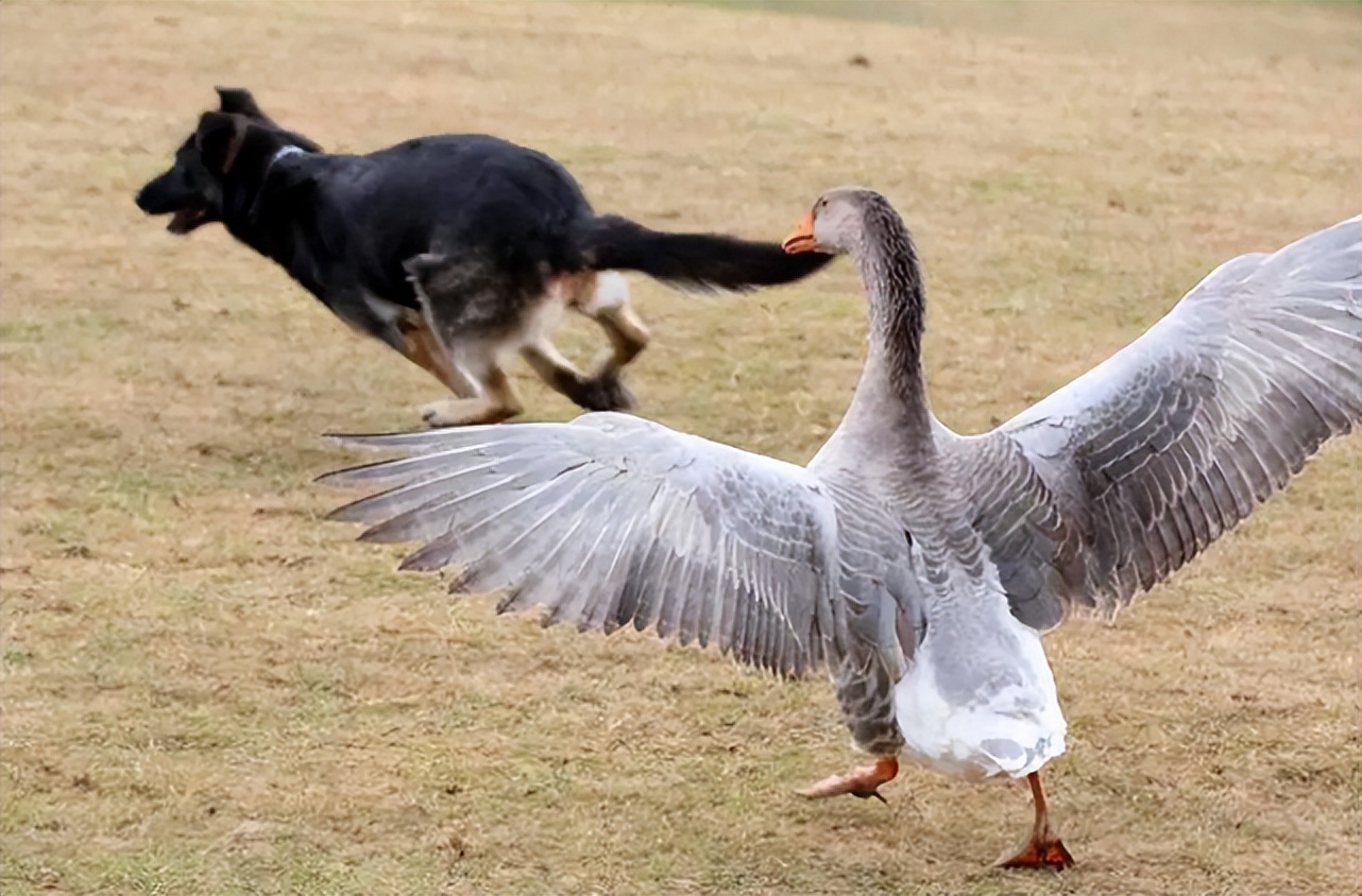 大鹅是杂食性动物吗,为什么鹅是素食性动物