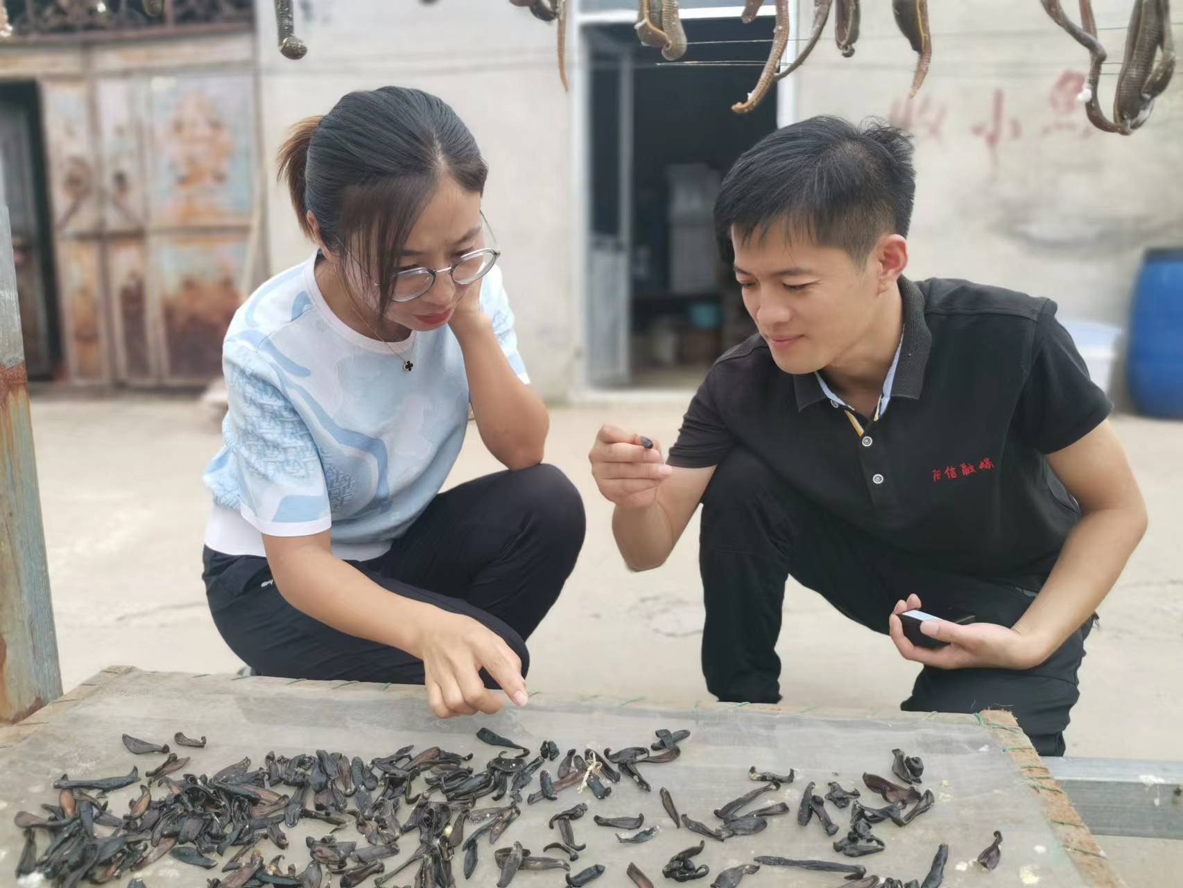 稻田里巧养水蛭助力乡村振兴,稻田养殖水蛭投资方案