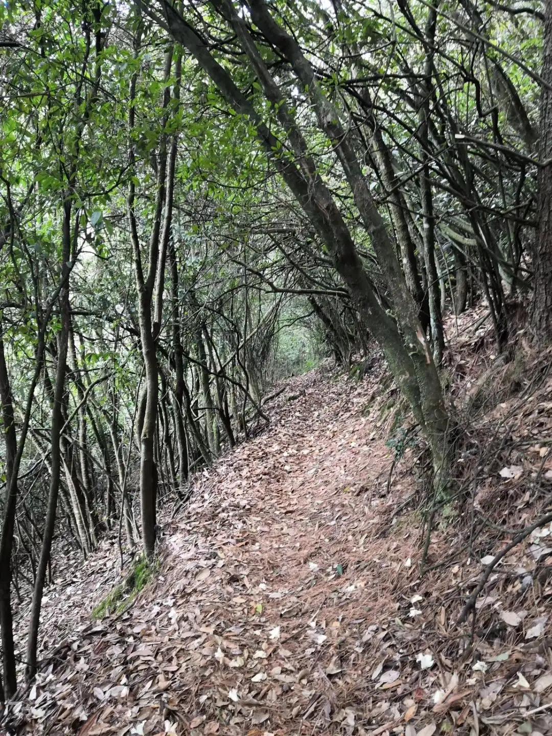 云南大山深处的大山,云南大山里的快乐