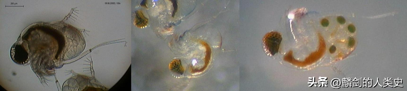 动物界门纲目科属高清图片,动物界的全部门类